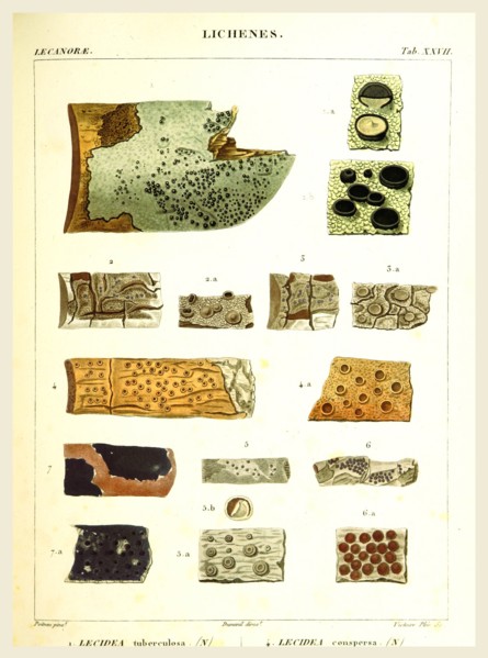 Lichenes, 19th century engraving, lichen, lichens