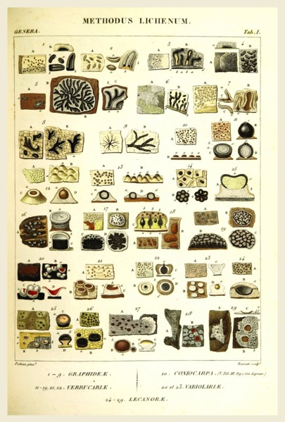 Methodus Lichenum, 19th century engraving, lichen, lichens
