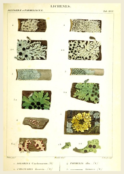 Lichenes, 19th century engraving, lichen, lichens