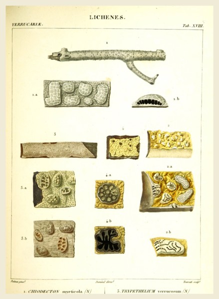 Lichenes, 19th century engraving, lichen, lichens