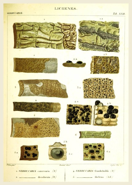 Lichenes, 19th century engraving, lichen, lichens