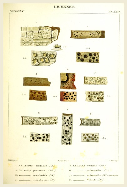 Lichenes, 19th century engraving, lichen, lichens