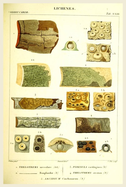 Lichenes, 19th century engraving, lichen, lichens
