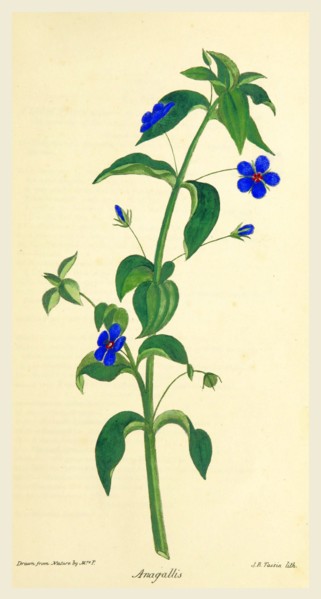 Observations on the Neilgherries, Anagallis, 19th century engraving