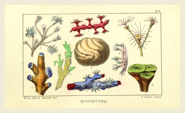 Zoophytes, the Wonders of Geology, 19th century engraving