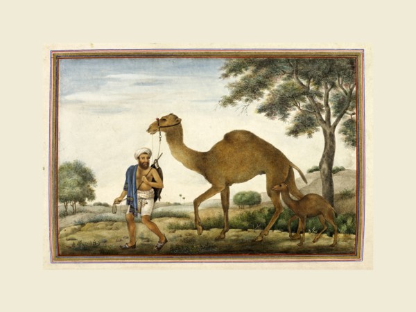 Castes and tribes of India, Ribari, a caste of camel-men. Tashrih al-aqvam, an account of origins