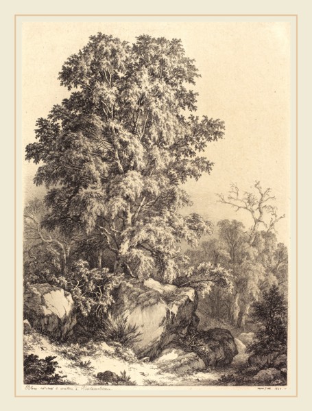 EugÃ¨ne Bléry (French, 1805-1887), Beech Grove, 1840, etching with drypoint and roulette on chine