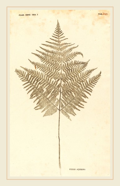 Johann Hieronymus Kniphof (German, 1704-1763), Pteris Aquilina, published 1757-1764, pressed and