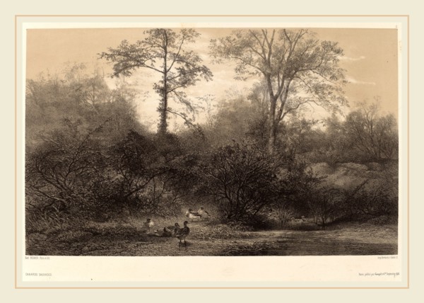 Karl Bodmer, Canards Sauvages, Swiss, 1809-1893, chiaroscuro lithograph