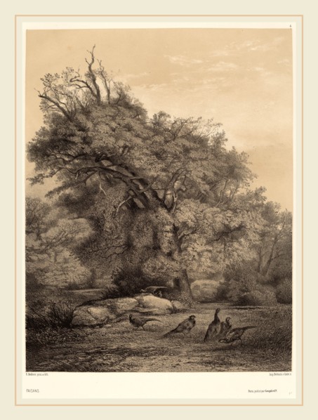 Karl Bodmer, Faisans, Swiss, 1809-1893, chiaroscuro lithograph