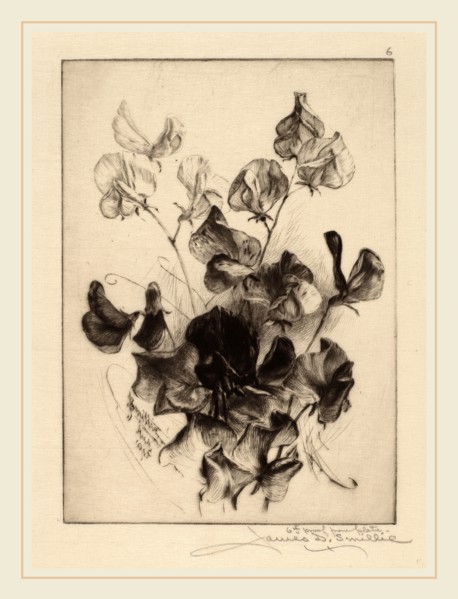James David Smillie, Sweet Peas, American, 1833-1909, 1891, drypoint