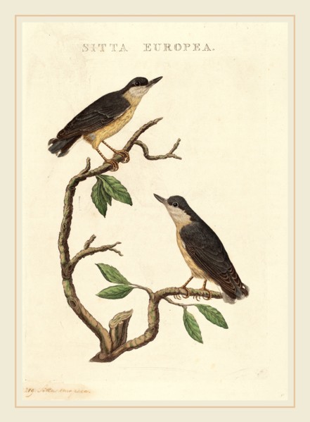 American 19th Century, Sitta europea, hand-colored etching on laid paper