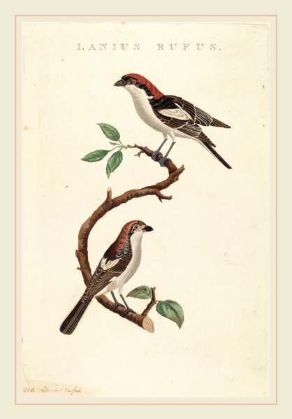 American 19th Century, Lanius rufus, hand-colored etching on laid paper