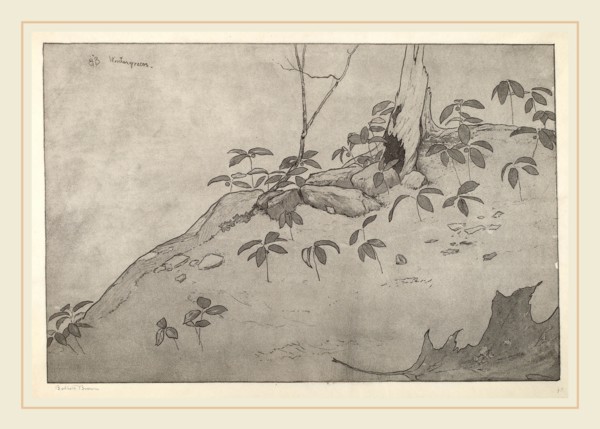 Bolton Brown, Wintergreens, American, 1865-1936, 1916, lithograph