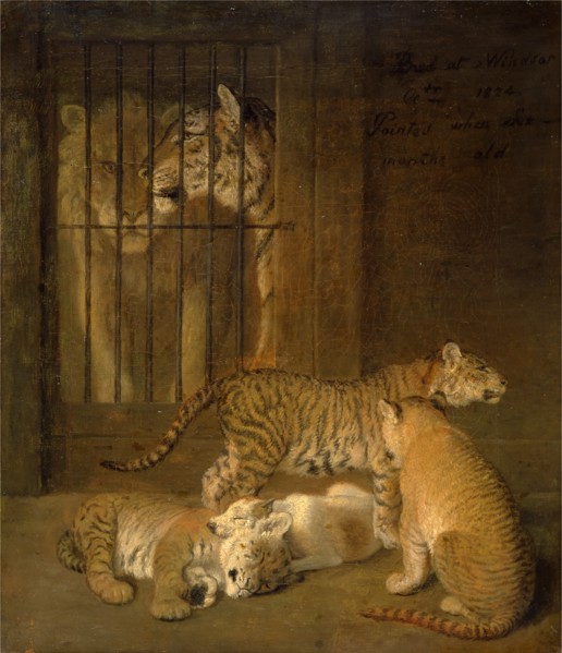Group of Whelps Bred between a Lion and a Tigress A Group of Whelps Bread Between a Lion and a