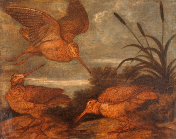 Woodcock at Dusk, Francis Barlow, 1626-1702, British