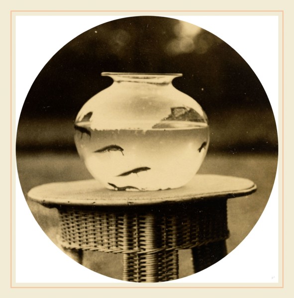 American 19th Century, Untitled (Fishbowl), c. 1888, gelatin silver print