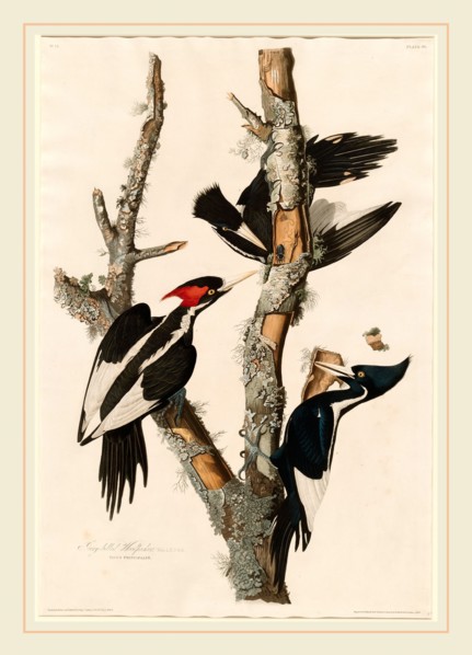 Robert Havell after John James Audubon, Ivory-billed Woodpecker, American, 1793-1878, 1829,