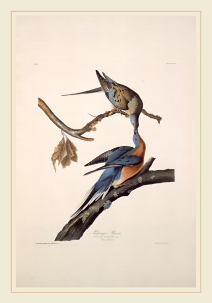 Robert Havell after John James Audubon, Passenger Pigeon, American, 1793-1878, 1829, hand-colored
