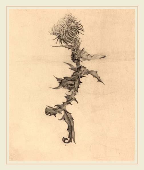 Karel Vitezslav Masek (Czech, 1865-1927), Thistle, 1890s, graphite