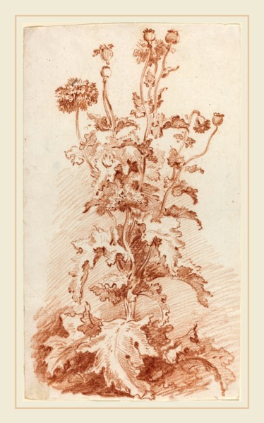 Jean-Baptiste HÃ¼et, I, French (1745-1811), Poppies with Seed Pods, mid 1760s, red chalk on laid