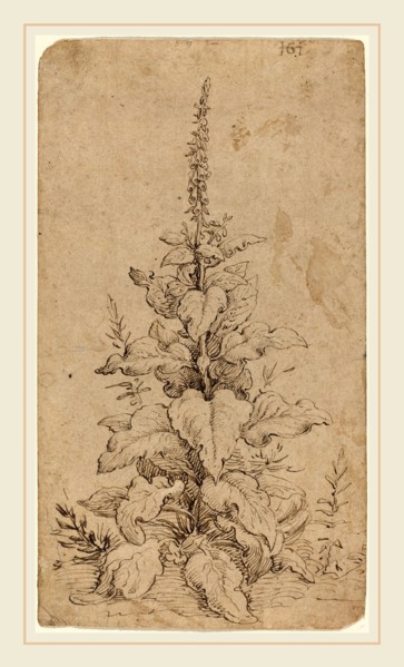 Hendrik Goltzius, Dutch (1558-1617), A Foxglove in Bloom, 1592, pen and brown ink on laid paper