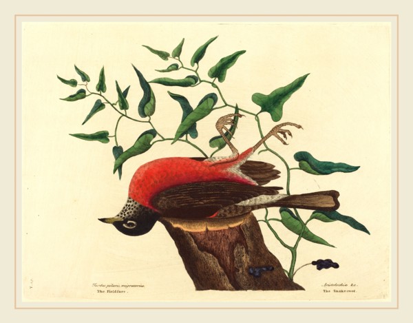 Mark Catesby,English, (1679-1749), The Fieldfare of Carolina (Turdus migratorius), published