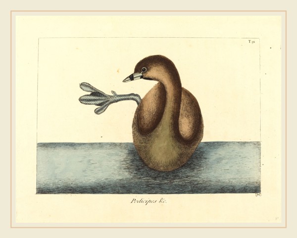 Mark Catesby,English, (1679-1749), The Pied-billed Dobchick (Colymbus podiceps), published