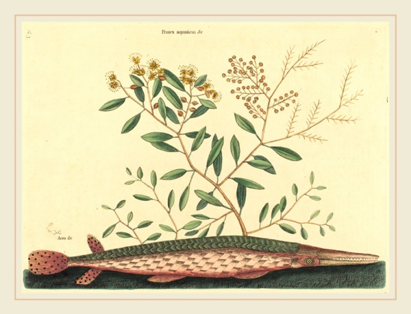 Mark Catesby,English, (1679-1749), The Green Gar Fish (Esox osseus), published 1731-1743,