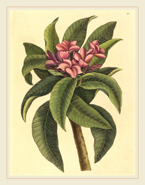 Mark Catesby,English, (1679-1749), Red Frangipanni (Plumeria rubra), published 1731-1743,