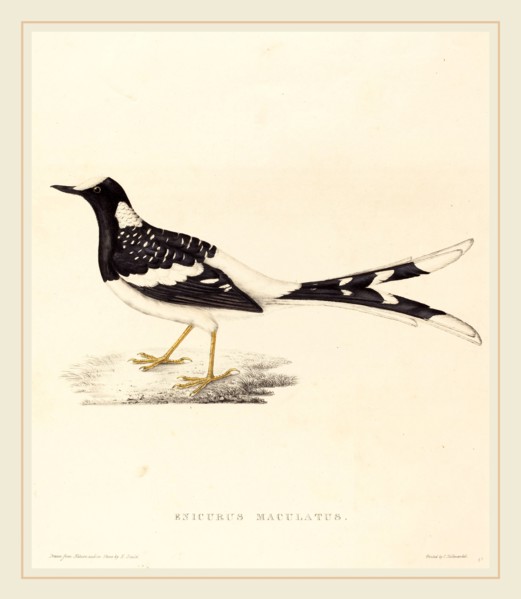 Elizabeth Gould, British (1804-1841), Enicurus Maculatus (Spotted Forktail), hand-colored