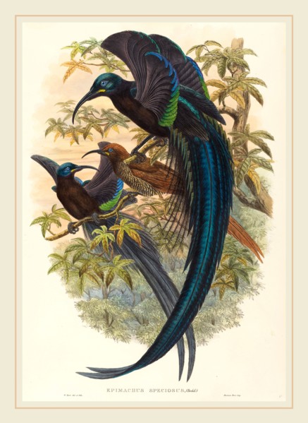 W. Hart, British (active 1851-1898), Epimachus speciosus (Sickle-billed Bird of Paradise),