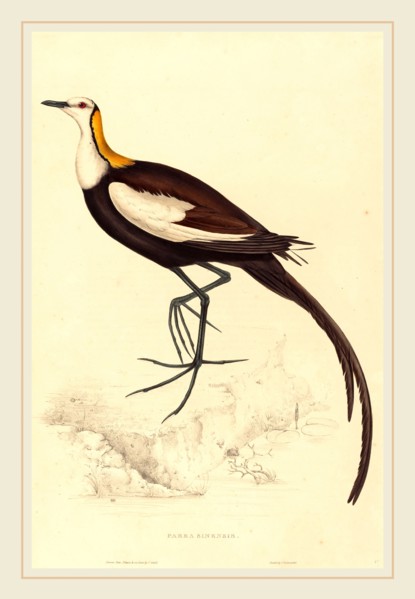 Elizabeth Gould, British (1804-1841), Parra Sinensis (Pheasant-Tailed Jacana), hand-colored