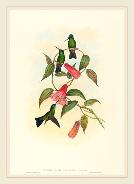 John Gould and H.C. Richter, British (1804-1881), Eucephala smaragdocaerulea (Gould's Wood Nymph),