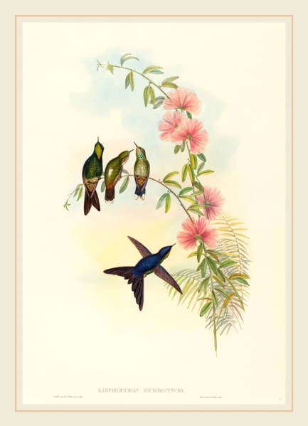 John Gould and H.C. Richter, British (1804-1881), Ramphomicron microrhyncha (Small-billed