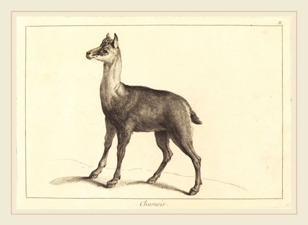 Jacques-Philippe Le Bas and Jean Eric Rehn after Jean-Baptiste Oudry (Swedish, 1717-1793), Chamois