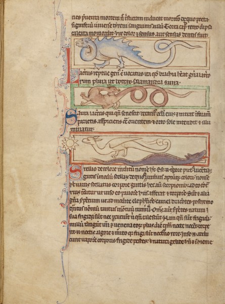 A Seps,  A Lizard,  A Saura,  A Newt