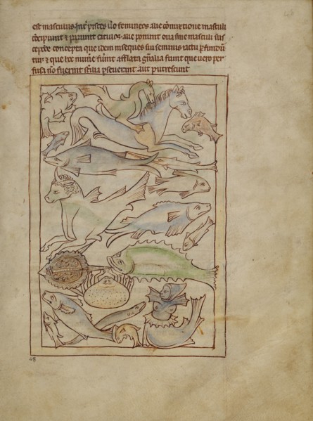 Fish and Sea Monsters