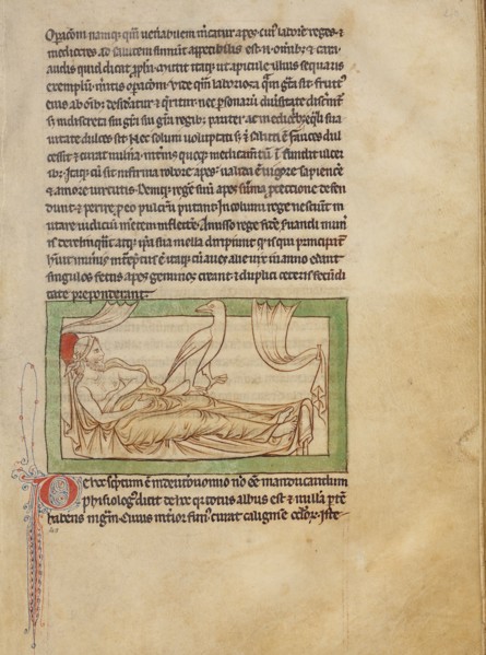 A Caladrius