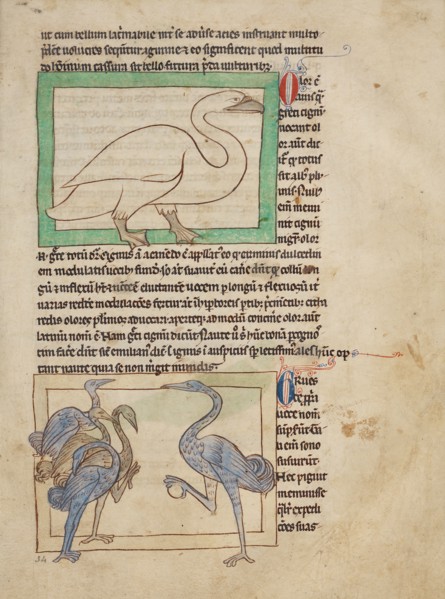 A Swan,  Cranes
