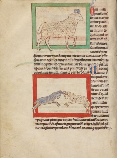 A Sheep,  A Ram