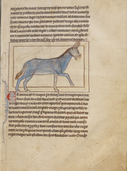 A Wild Donkey