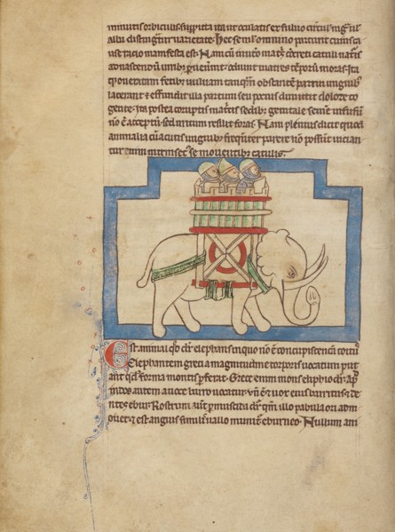 An Elephant