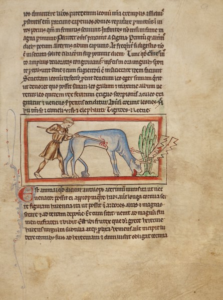 An Antelope