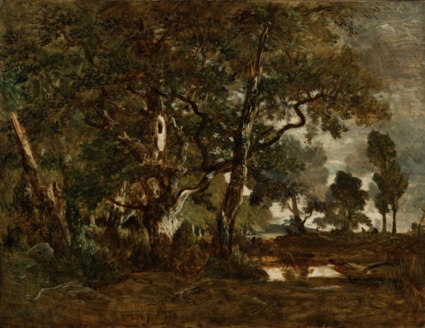 Forest of Fontainebleau, Cluster of Tall Trees Overlooking the P