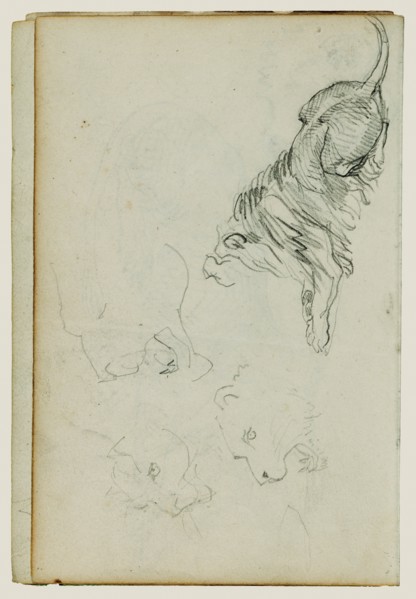 Four lion studies