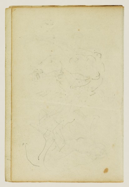 Sketches of head and hind legs of a lion