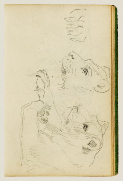 Studies of the head and forelegs of a lioness