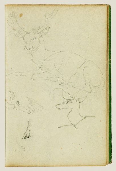 Studies of a seated stag, a fawn, a goat head