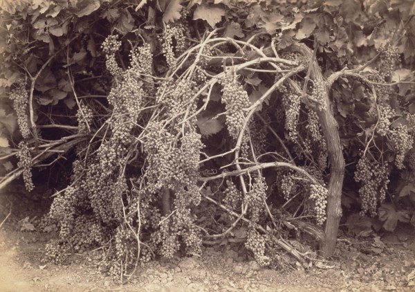 [Thompson's Seedless Grapes]